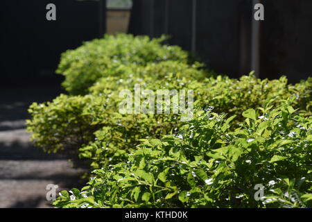 The bright light of the sun has fallen on green trees row. Stock Photo