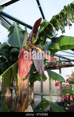 Fruiting bananas in an English greenhouse. Stock Photo