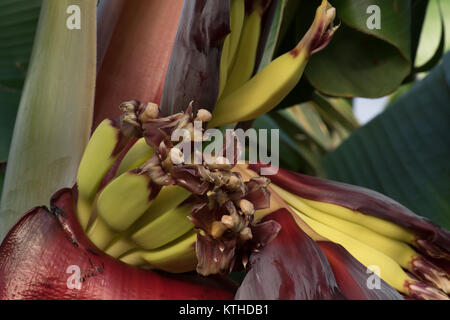 Fruiting bananas in an English greenhouse. Stock Photo