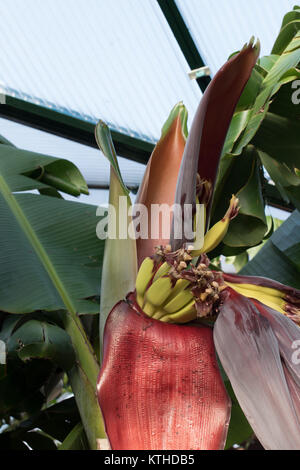 Fruiting bananas in an English greenhouse. Stock Photo