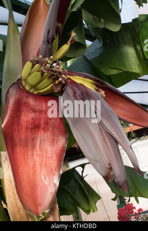 Fruiting bananas in an English greenhouse. Stock Photo