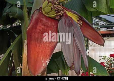 Fruiting bananas in an English greenhouse. Stock Photo