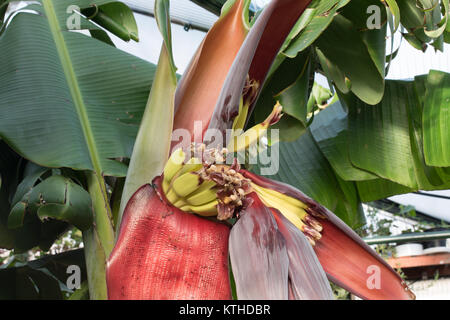 Fruiting bananas in an English greenhouse. Stock Photo