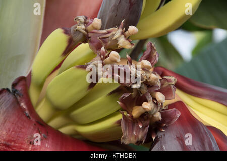 Fruiting bananas in an English greenhouse. Stock Photo