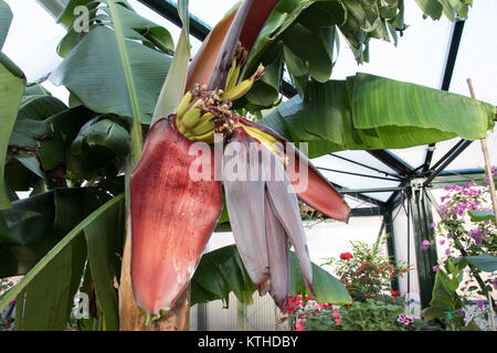 Fruiting bananas in an English greenhouse. Stock Photo