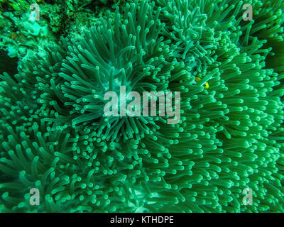 Anemone located in the regency of Parigi Moutong in Central Sulawesi. Stock Photo