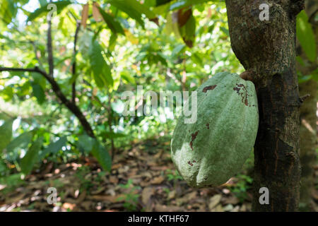 Close up of yellow-orange cacao cocoa fruit or pod in the sunny day on Theobroma cacao tree. Theobroma cacao also called the cacao tree and the cocoa Stock Photo