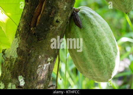 Close up of yellow-orange cacao cocoa fruit or pod in the sunny day on Theobroma cacao tree. Theobroma cacao also called the cacao tree and the cocoa Stock Photo