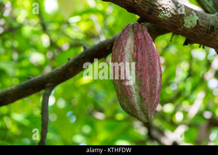 Close up of yellow-orange cacao cocoa fruit or pod in the sunny day on Theobroma cacao tree. Theobroma cacao also called the cacao tree and the cocoa Stock Photo