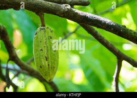 Close up of yellow-orange cacao cocoa fruit or pod in the sunny day on Theobroma cacao tree. Theobroma cacao also called the cacao tree and the cocoa Stock Photo