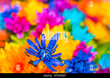 Multi colored dyed daisies in bouquets macro closeup with vibrant blue, yellow, orange and pink colors Stock Photo