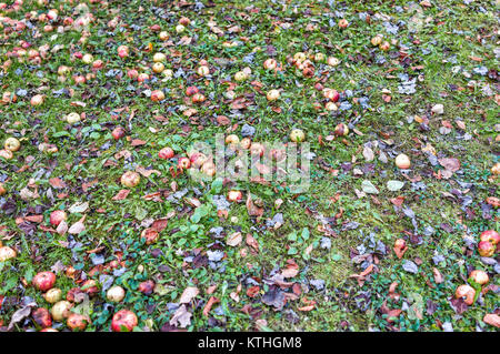 Many fallen wild fresh apples on grass ground bruised on apple picking farm Stock Photo