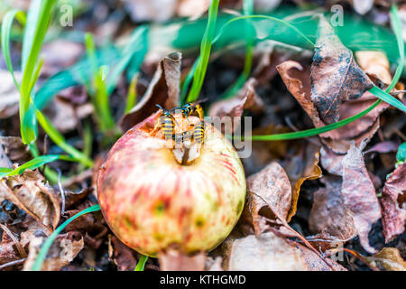 Fallen red apple on ground with many yellow jacket bees eating it closeup Stock Photo