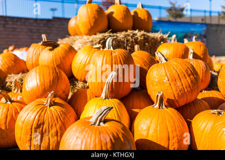 Pile of many large orange pumpkins with hay harvest in autumn or fall season Stock Photo