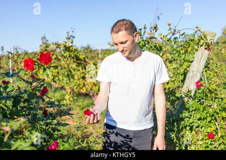 Smiling young man touching red rose in summer, autumn or fall vineyard flower garden Stock Photo