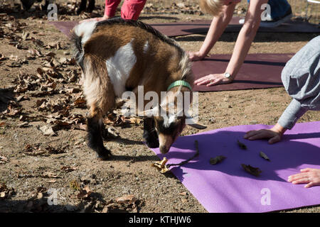 Goat Yoga, California Stock Photo