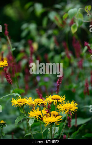 Doronicum orientale,Leopard's Bane,Persicaria amplexicaulis,yellow,red,flower,flowers,flowering,perennial,RM Floral Stock Photo