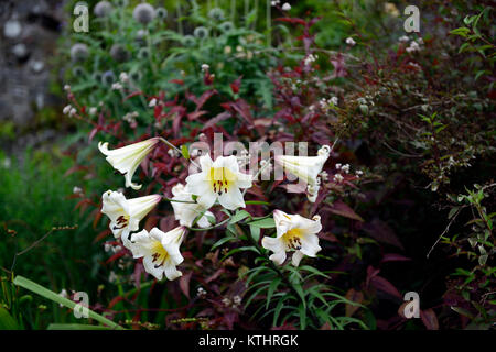 lilium brownii,lily,lilies,white,flower,flowers,trumpet,flowering,plant portraits,closeup,RM Floral Stock Photo