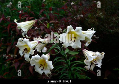 lilium brownii,lily,lilies,white,flower,flowers,trumpet,flowering,plant portraits,closeup,RM Floral Stock Photo