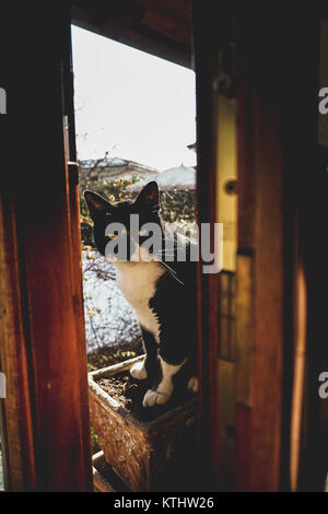 Photo of a cat sitting in a pot Stock Photo