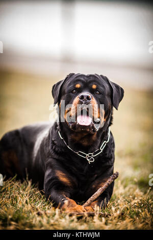 Adorable Devoted Purebred Rottweiler Laying on the Grass, Close up Stock Photo