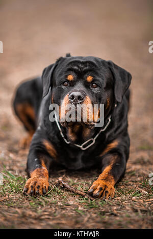 Adorable Devoted Purebred Rottweiler Laying on the Grass, Close up Stock Photo