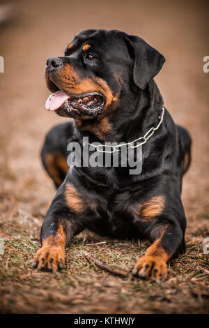 Adorable Devoted Purebred Rottweiler Laying on the Grass, Close up Stock Photo