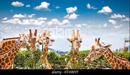 Giraffes at Taronga Zoo, Sydney looks towards the harbour bridge. Australia. Stock Photo