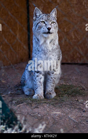 Injured Turkestan Lynx are kept in the care of the NABU Rehabilitation Centre in the village of Ananyevo, Kyrgyzstan. Stock Photo