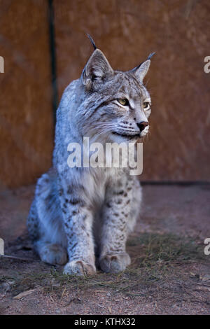 Injured Turkestan Lynx are kept in the care of the NABU Rehabilitation Centre in the village of Ananyevo, Kyrgyzstan. Stock Photo