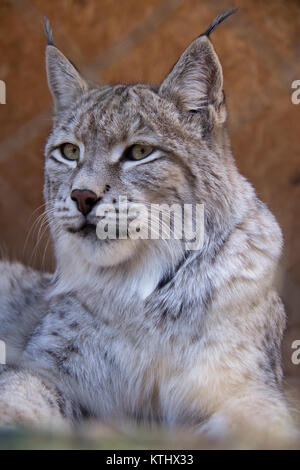 Injured Turkestan Lynx are kept in the care of the NABU Rehabilitation Centre in the village of Ananyevo, Kyrgyzstan. Stock Photo