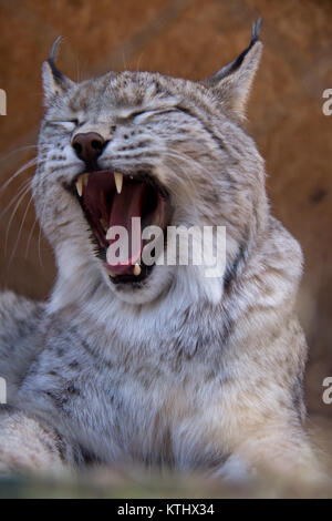 Injured Turkestan Lynx are kept in the care of the NABU Rehabilitation Centre in the village of Ananyevo, Kyrgyzstan. Stock Photo