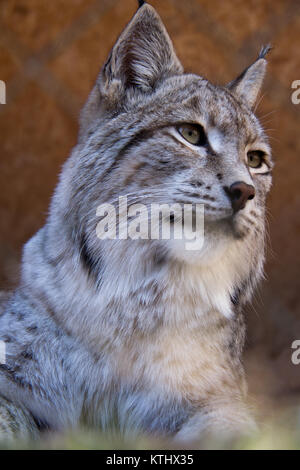 Injured Turkestan Lynx are kept in the care of the NABU Rehabilitation Centre in the village of Ananyevo, Kyrgyzstan. Stock Photo