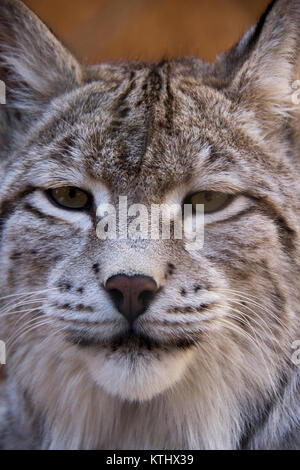 Injured Turkestan Lynx are kept in the care of the NABU Rehabilitation Centre in the village of Ananyevo, Kyrgyzstan. Stock Photo