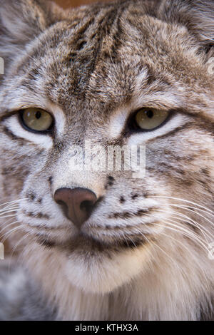 Injured Turkestan Lynx are kept in the care of the NABU Rehabilitation Centre in the village of Ananyevo, Kyrgyzstan. Stock Photo