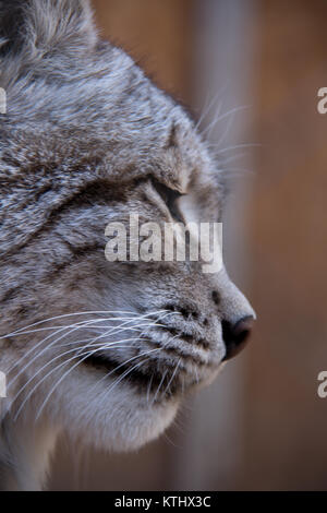 Injured Turkestan Lynx are kept in the care of the NABU Rehabilitation Centre in the village of Ananyevo, Kyrgyzstan. Stock Photo