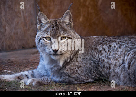 Injured Turkestan Lynx are kept in the care of the NABU Rehabilitation Centre in the village of Ananyevo, Kyrgyzstan. Stock Photo