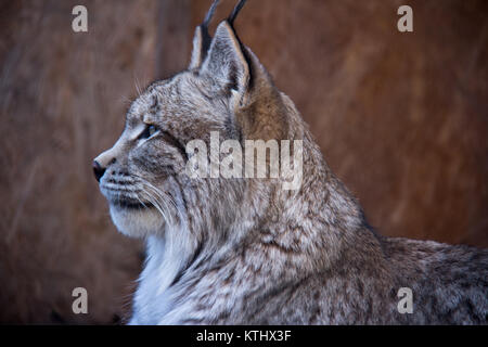 Injured Turkestan Lynx are kept in the care of the NABU Rehabilitation Centre in the village of Ananyevo, Kyrgyzstan. Stock Photo