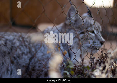 Injured Turkestan Lynx are kept in the care of the NABU Rehabilitation Centre in the village of Ananyevo, Kyrgyzstan. Stock Photo