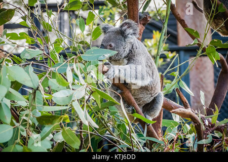 koala bear climbing on a tree Stock Photo