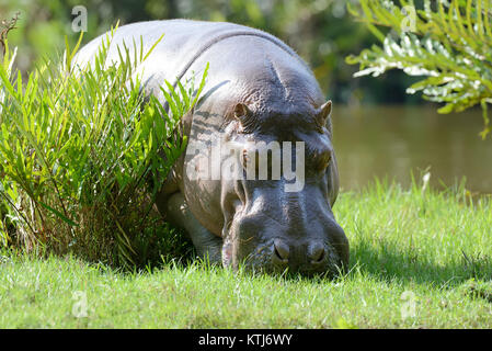 Big hippo in National park of Kenya, Africa Stock Photo