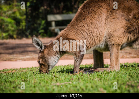 kangaroo eating grass Stock Photo