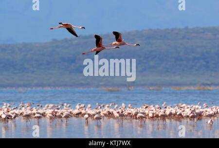 Flock of flamingos wading in the shallow lagoon water Stock Photo