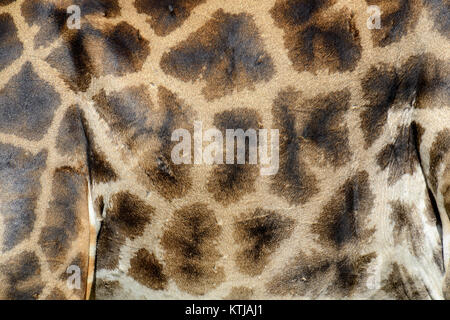 Genuine leather skin of giraffe with light and dark brown spots Stock Photo