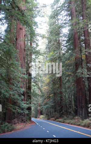 Trail Through Redwoods in Humboldt Redwoods State Park Near San
