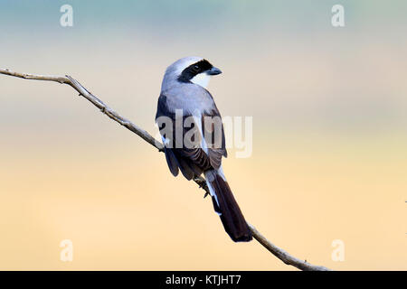 Grey-backed Fiscal on a branch in Africa Stock Photo