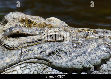 Crocodile in river. National park of Africa Stock Photo