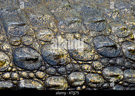 Crocodile skin texture. Shot in South Africa Stock Photo