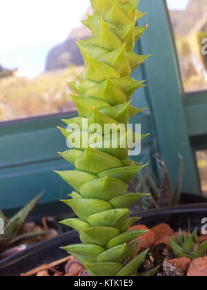 Astroloba foliolosa  stem and foliage detail Stock Photo