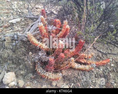 Astroloba corrugata   Montagu 8 Stock Photo